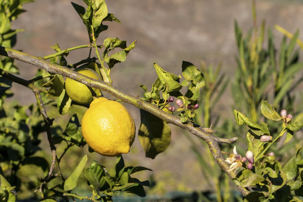yellow lemon fruit on brown tree branch