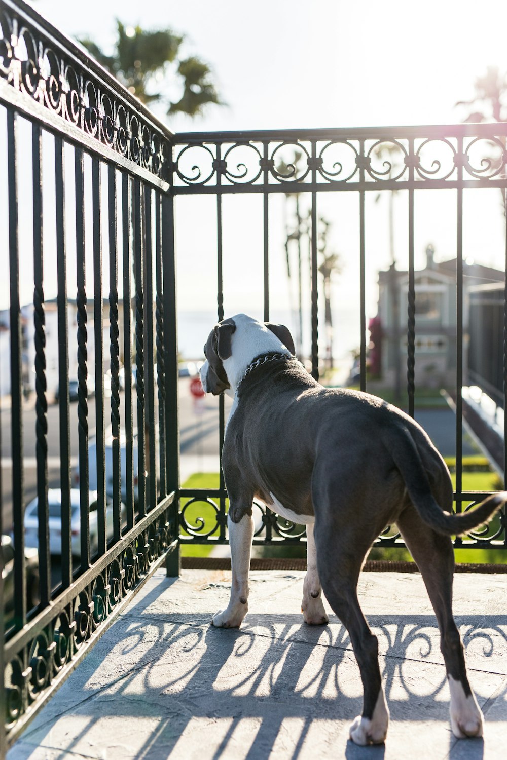 black and white american pitbull terrier on brown wooden bridge