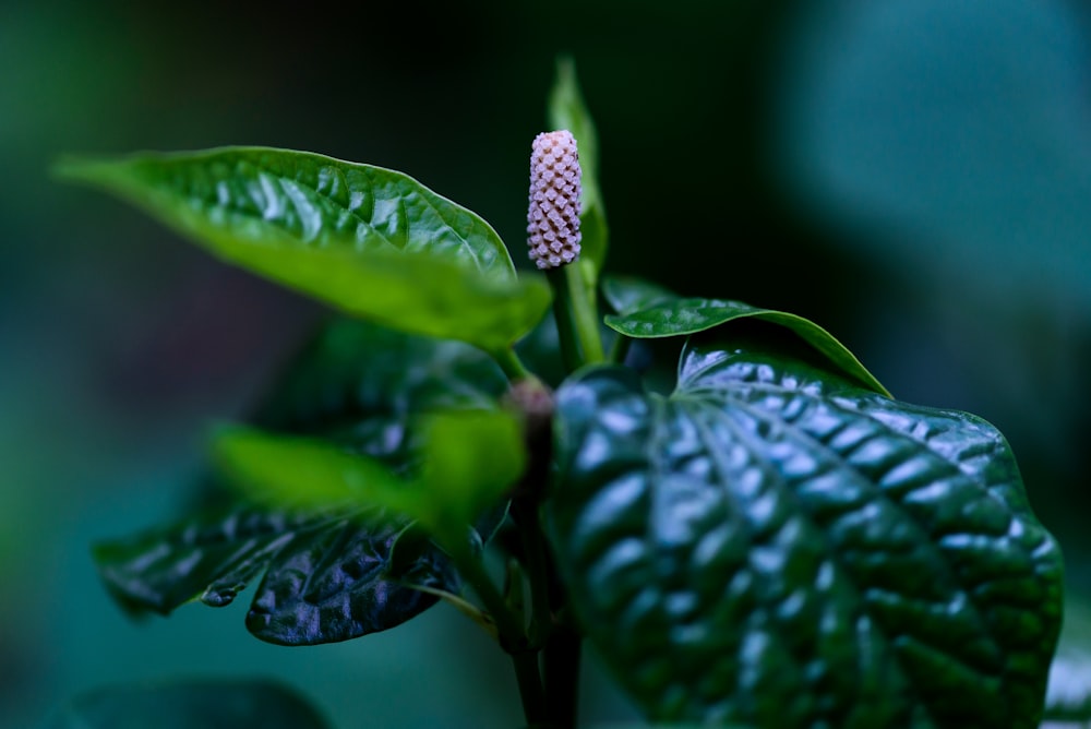 green plant in macro lens