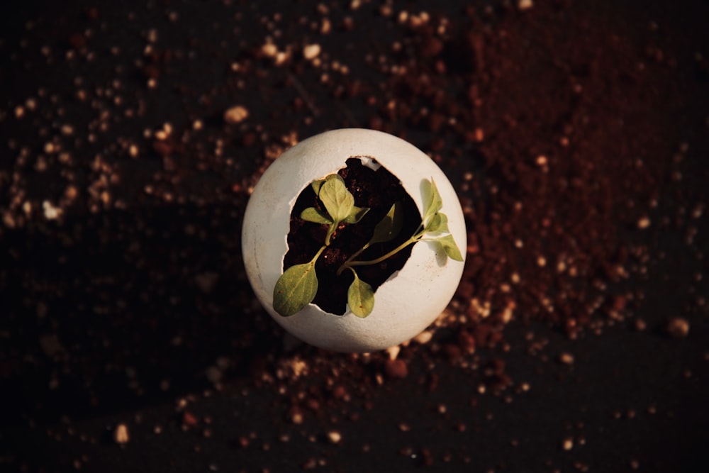 green plant on white ceramic bowl