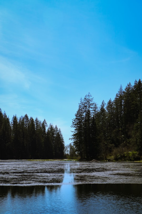 green pine trees beside river under blue sky during daytime in Minnekhada Regional Park Canada