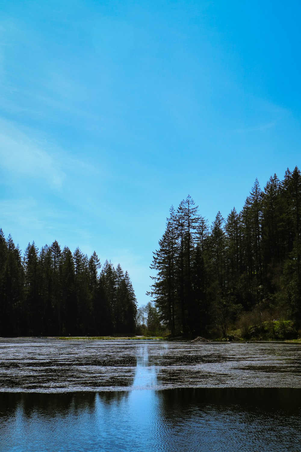 green pine trees beside river under blue sky during daytime