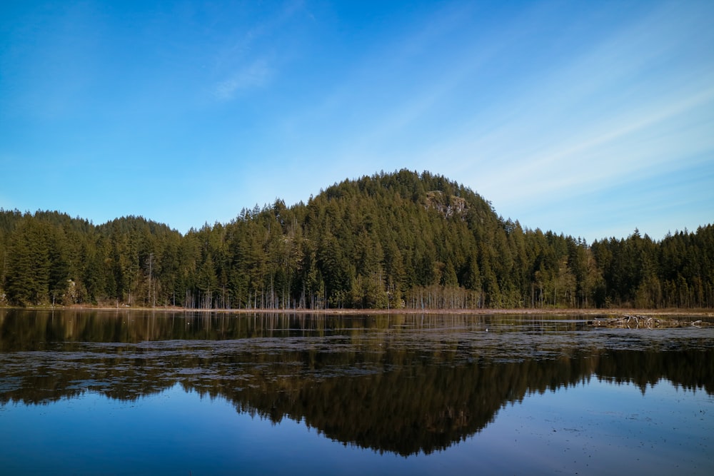 green trees beside lake under blue sky during daytime