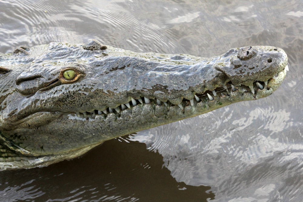 crocodile on body of water during daytime