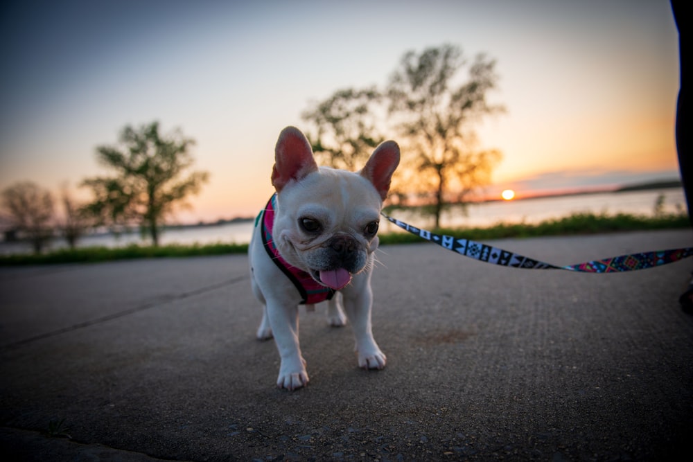 white french bulldog with blue and black leash on gray concrete road during daytime