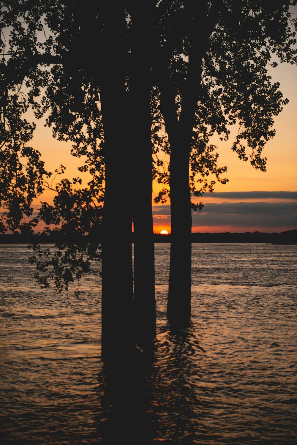 silhouette of trees on sea shore during sunset