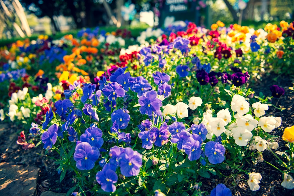 campo di fiori viola e bianco durante il giorno