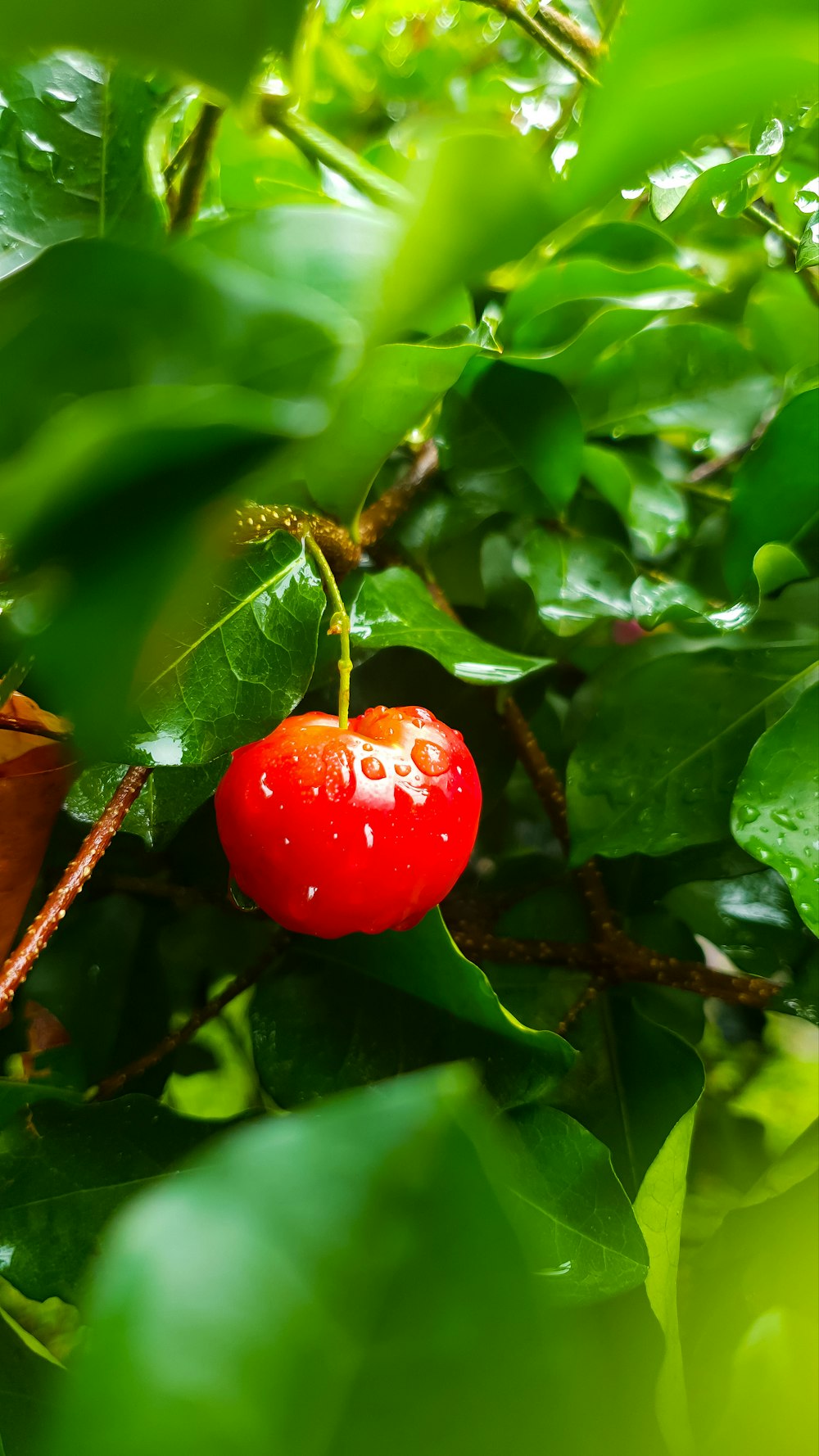 red tomato on green leaf