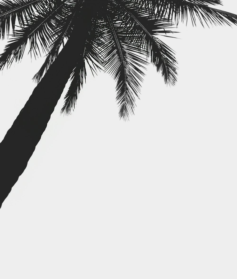 palmier vert sous ciel blanc