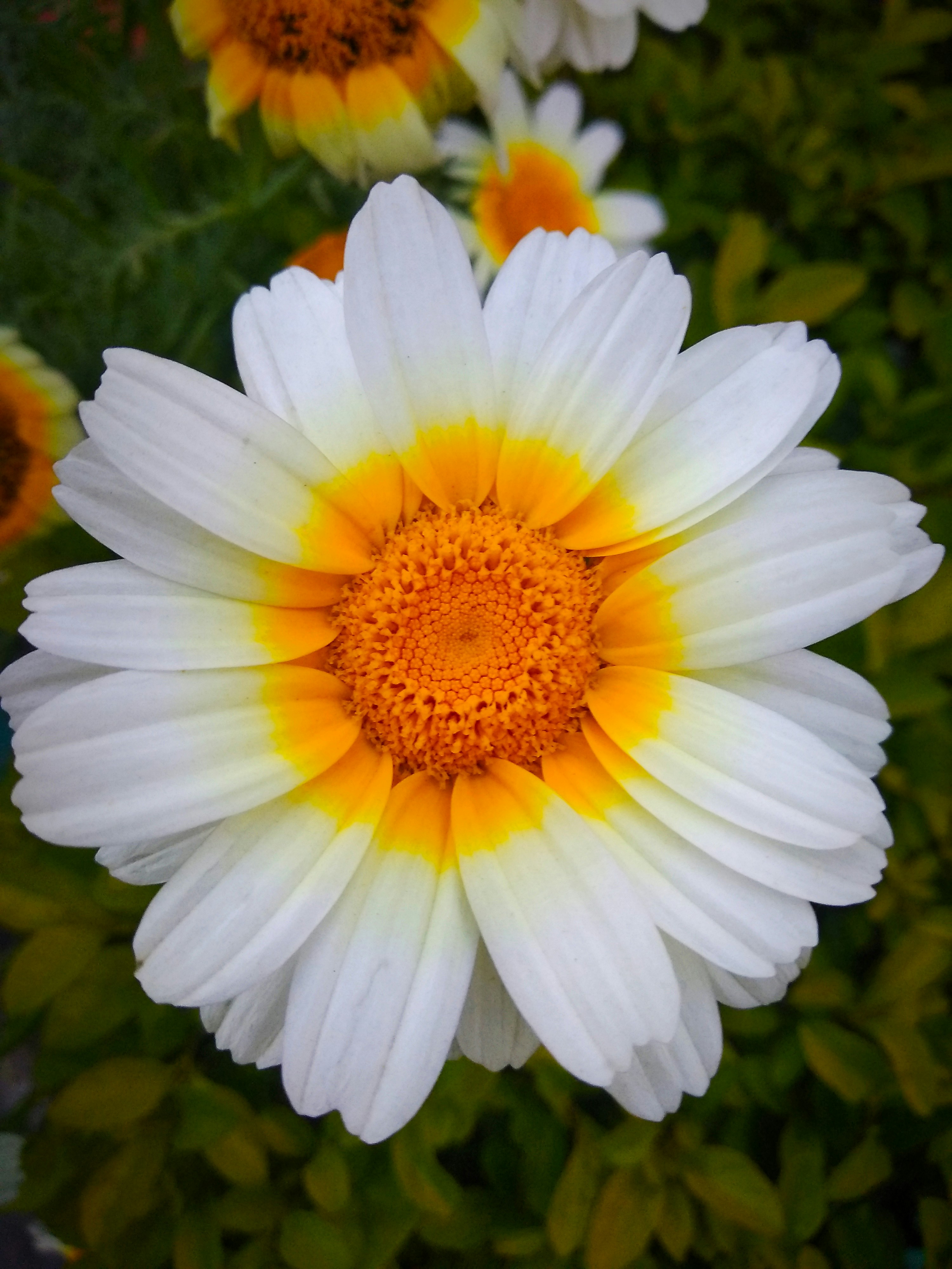 Photo by nr_raj_jalu