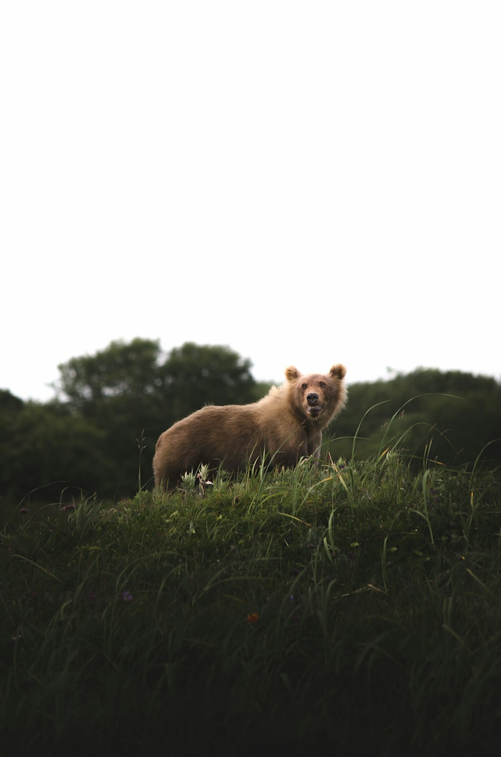 brown fox on green grass field during daytime