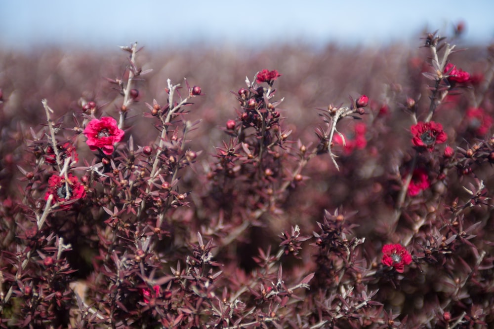 red flowers on brown grass field during daytime