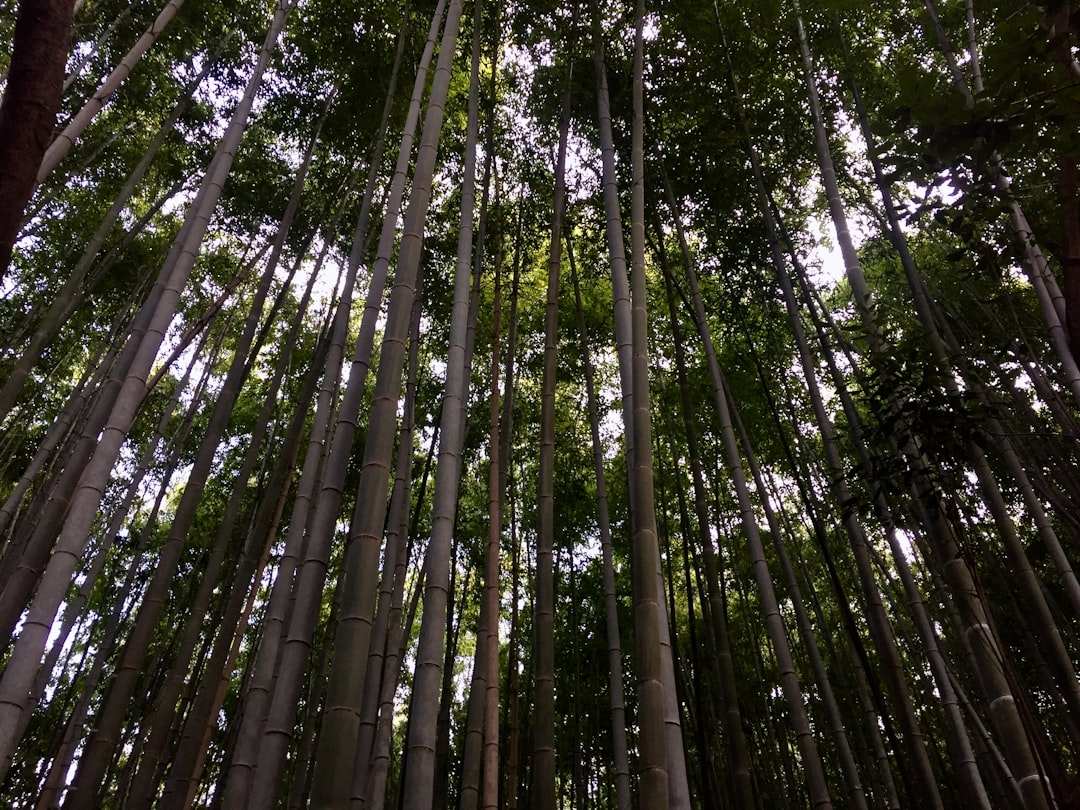 Forest photo spot Shokakuji Temple Byōdō-in