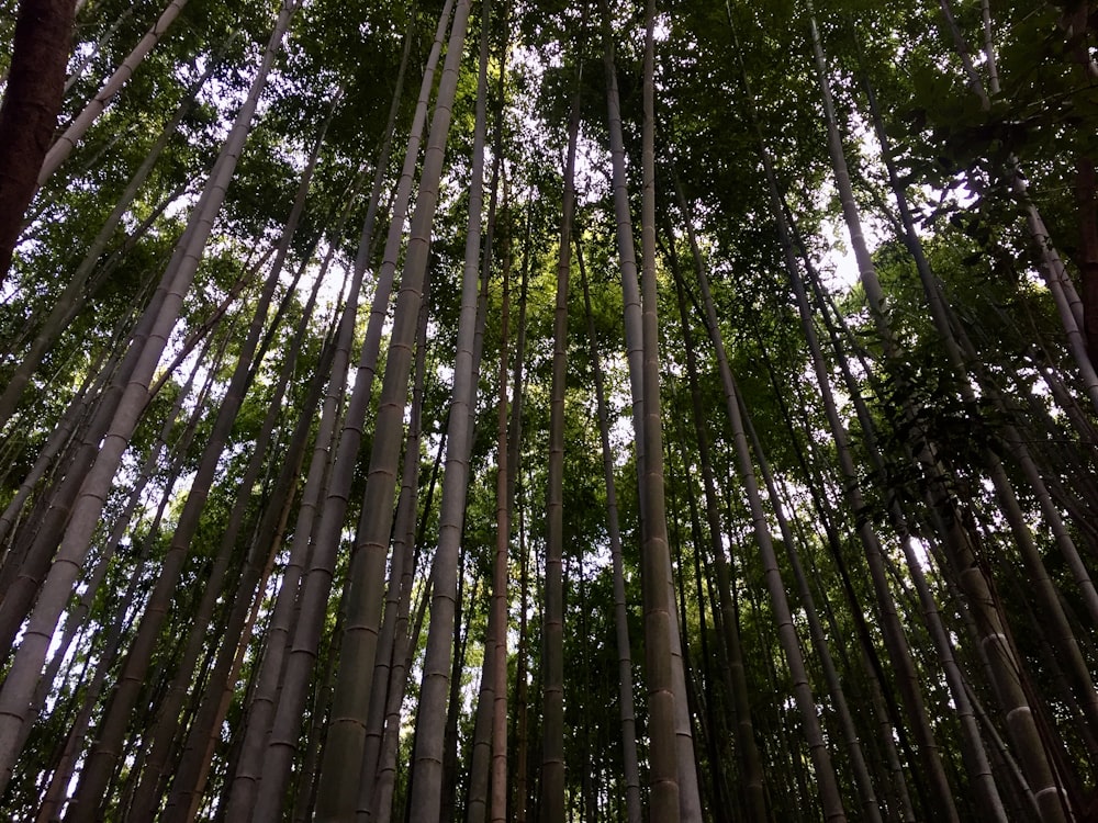 low angle photography of green trees during daytime