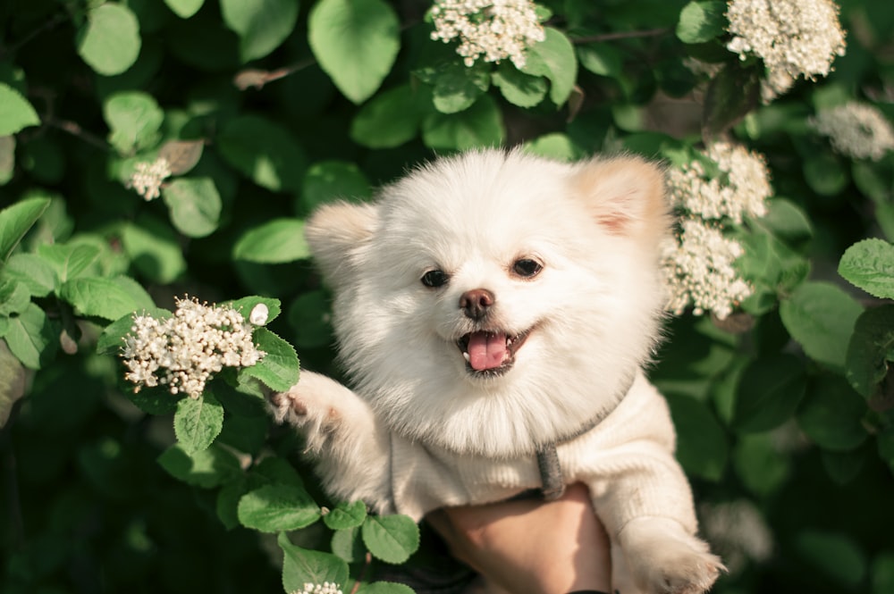 white pomeranian puppy on focus photo