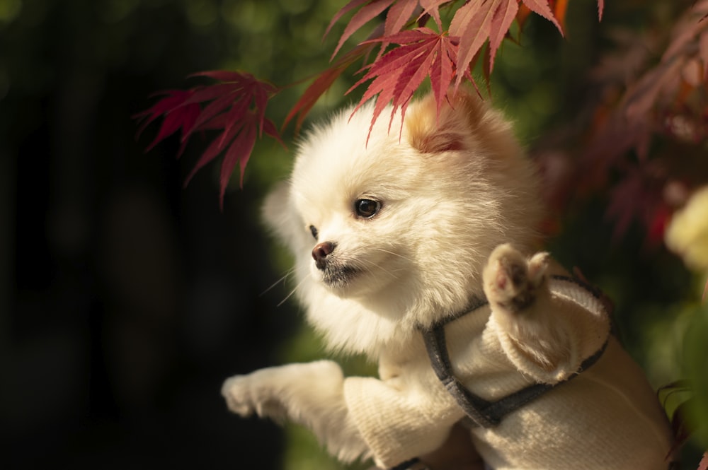 white pomeranian puppy with red and white leash