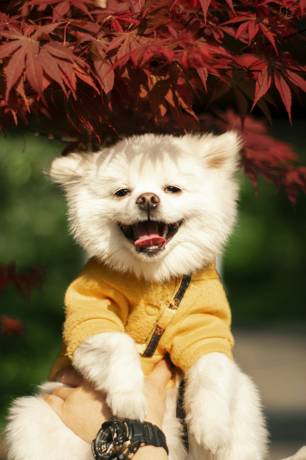 white pomeranian puppy wearing yellow and red coat