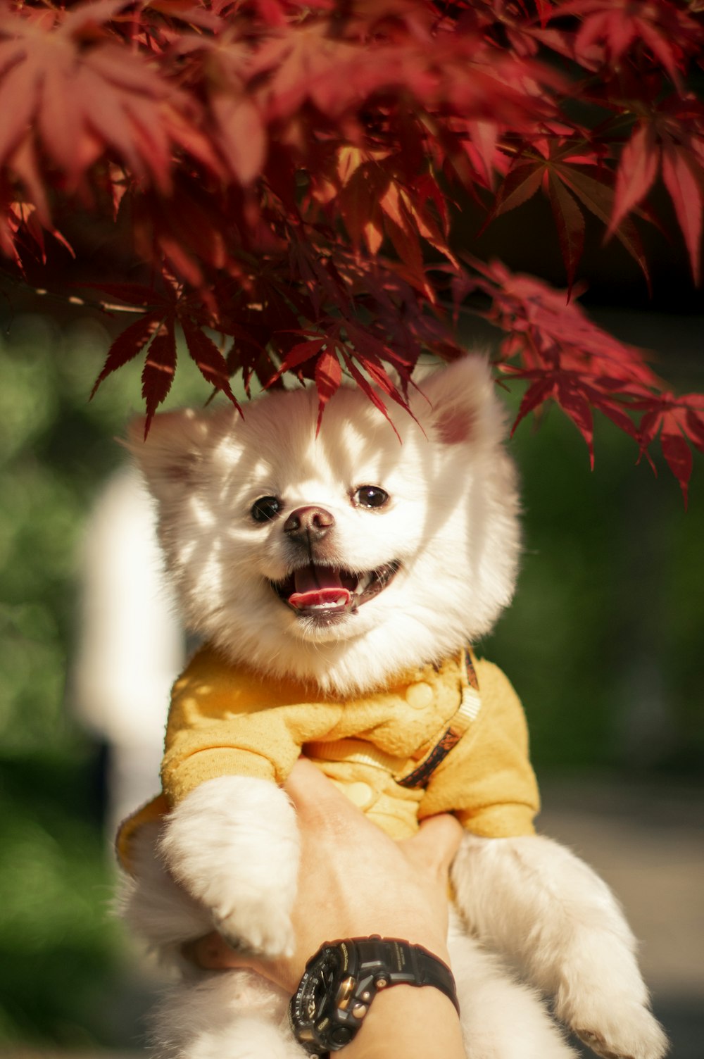 white pomeranian puppy with red ribbon