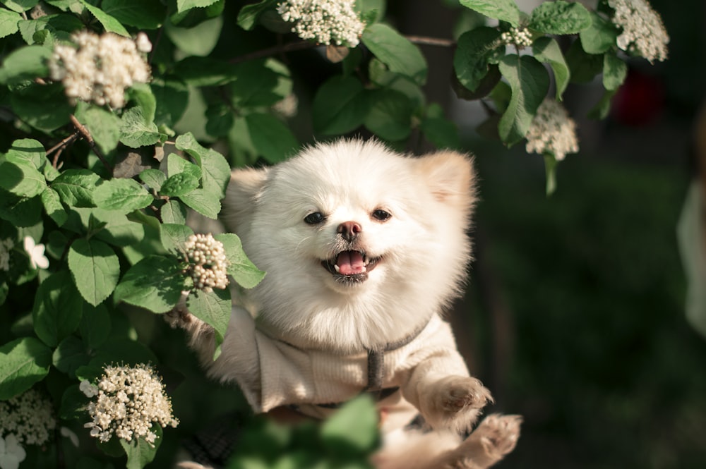 white pomeranian puppy on brown wooden tree