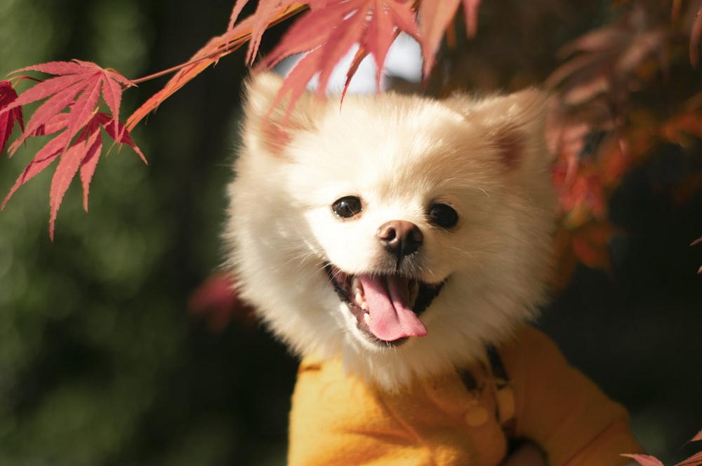 white pomeranian puppy with red and white ribbon on mouth