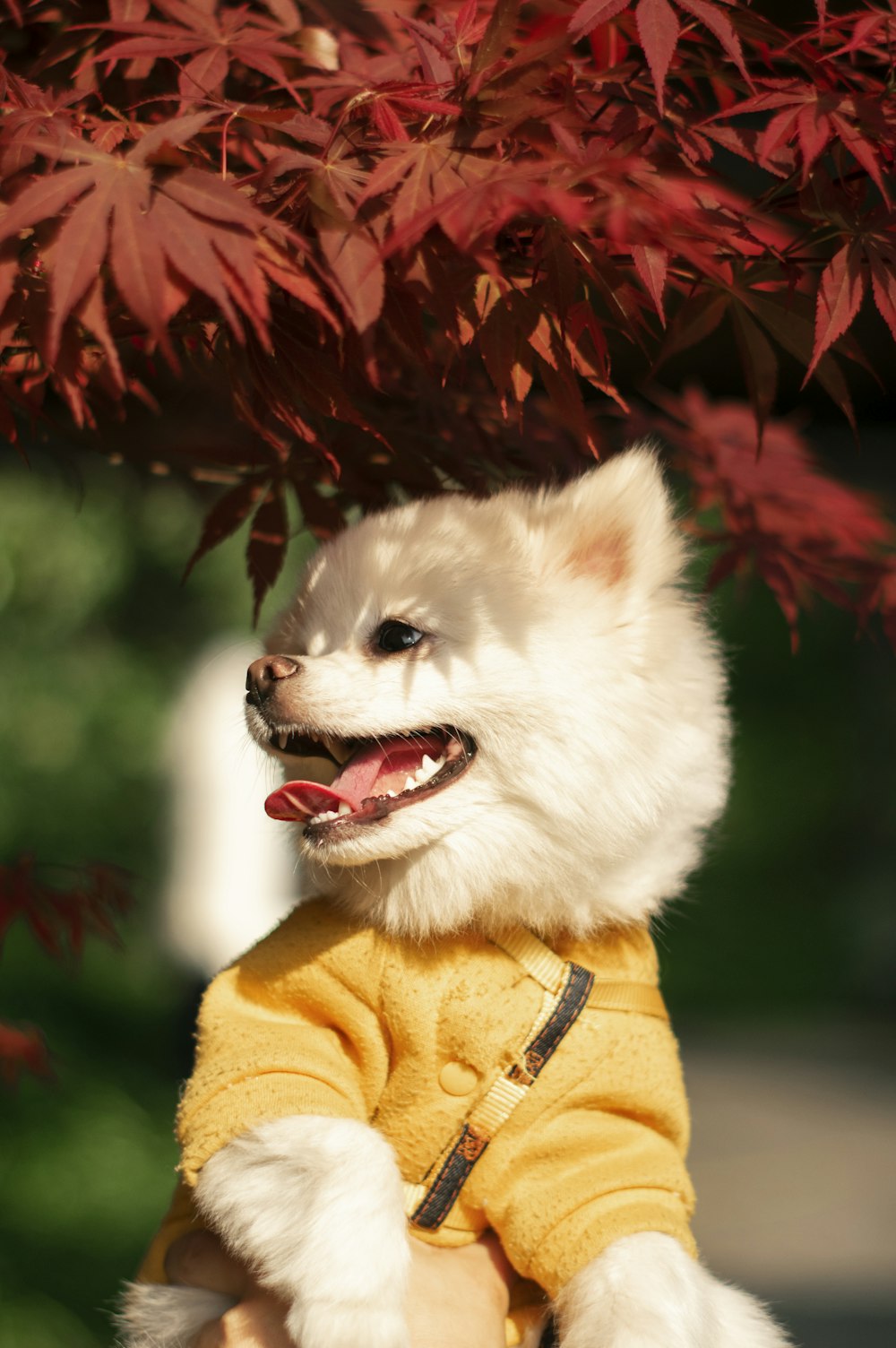 white pomeranian in yellow and red coat