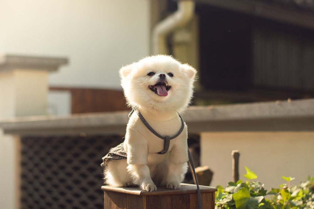white pomeranian puppy on brown wooden table