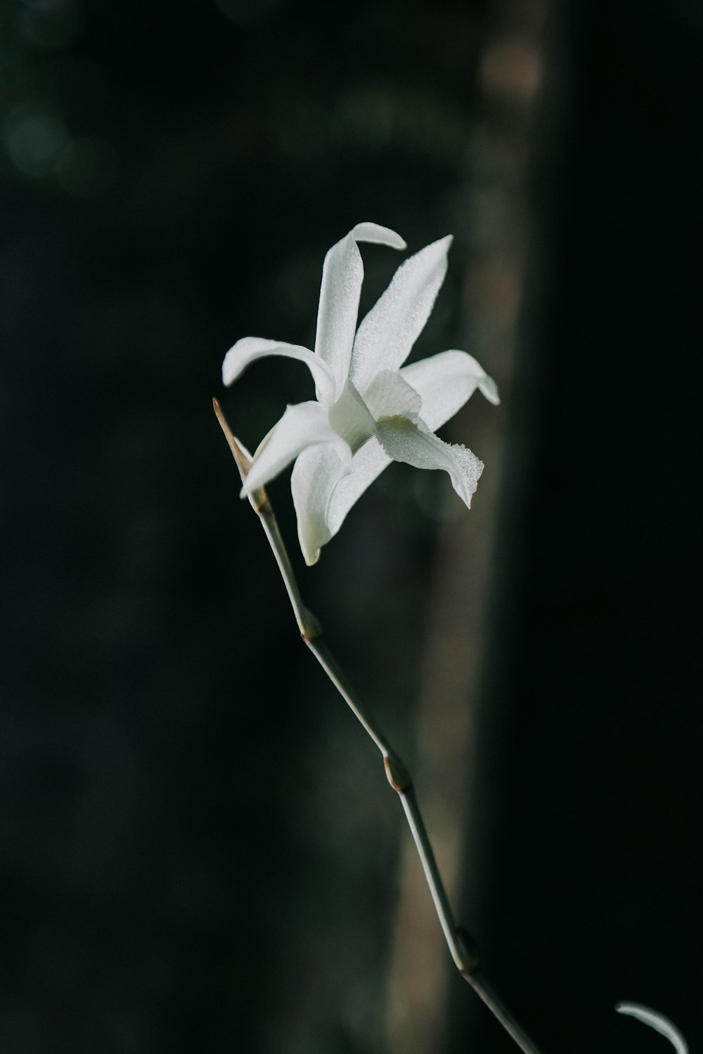 white flower in tilt shift lens