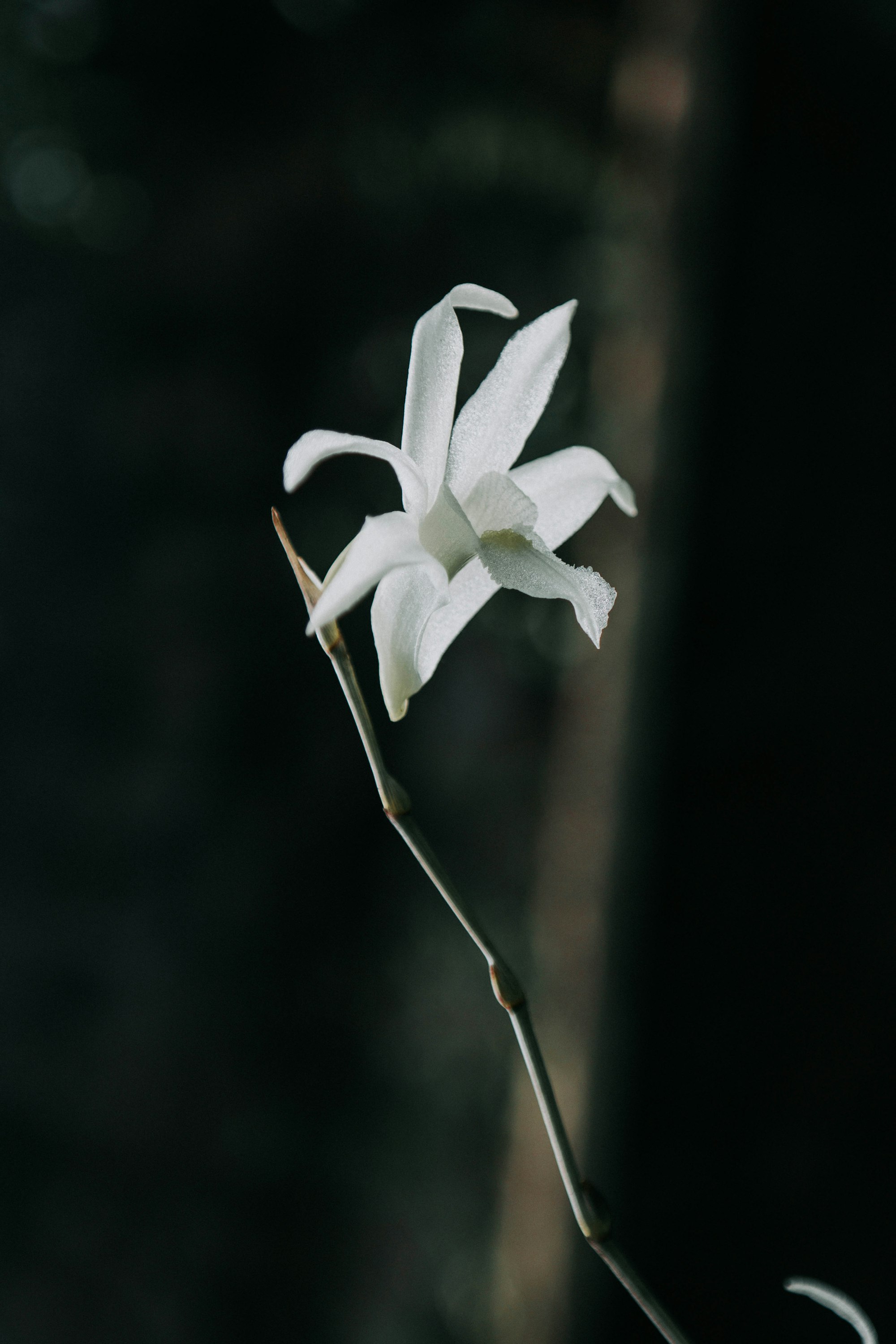 Pigeon orchid or Dendrobium crumenatum