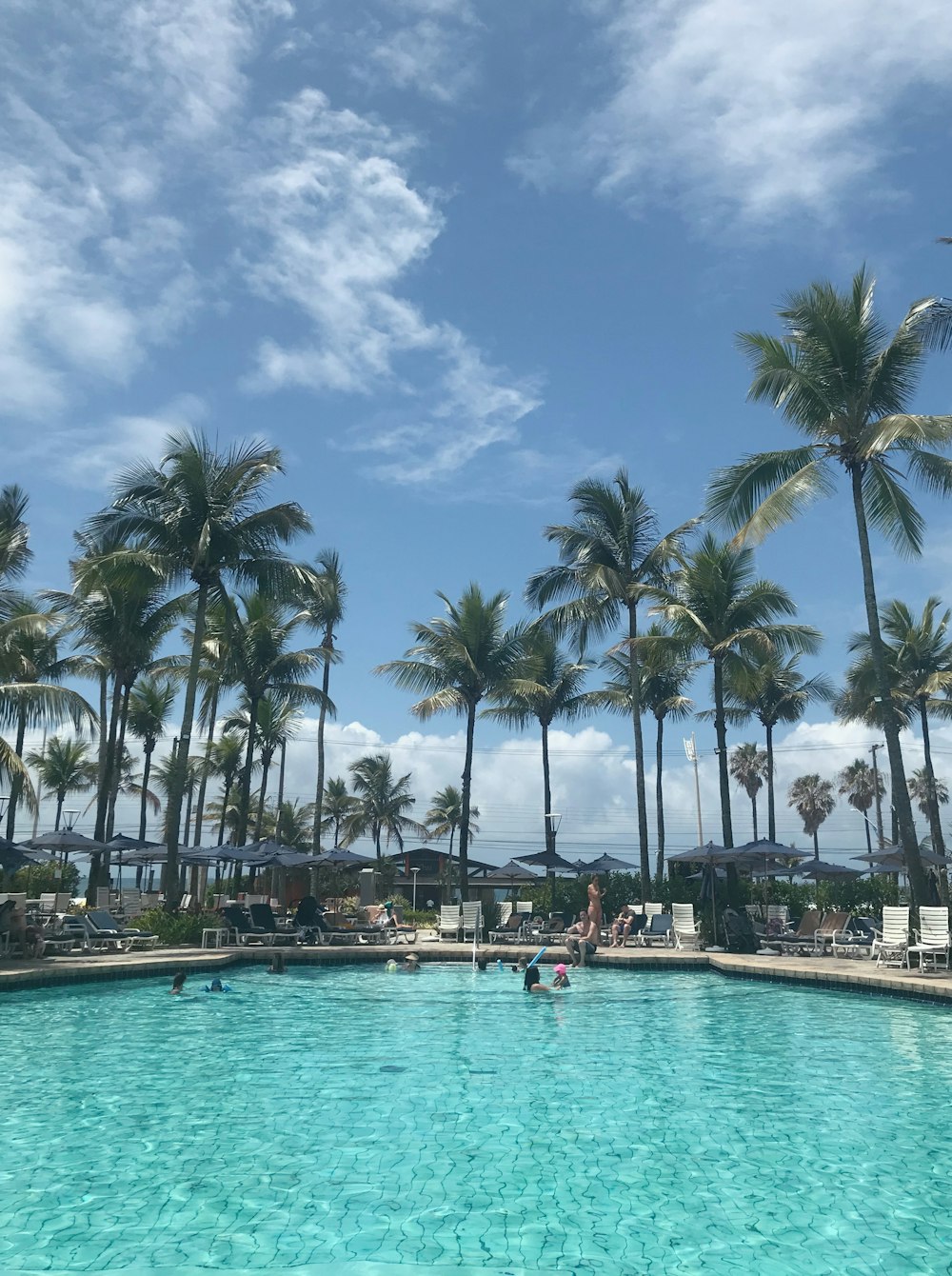 green palm trees near body of water during daytime