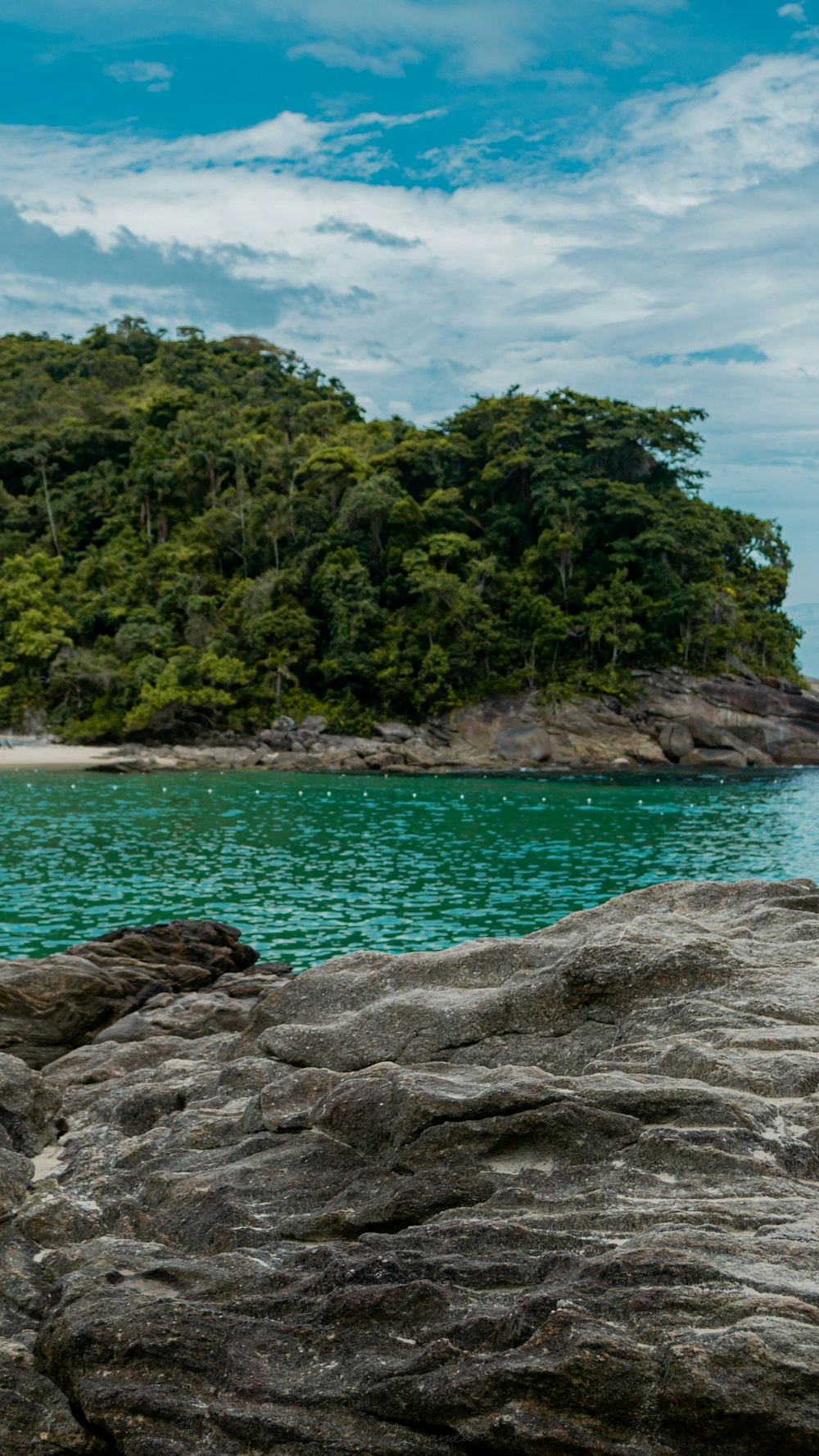 green trees on brown rocky shore during daytime