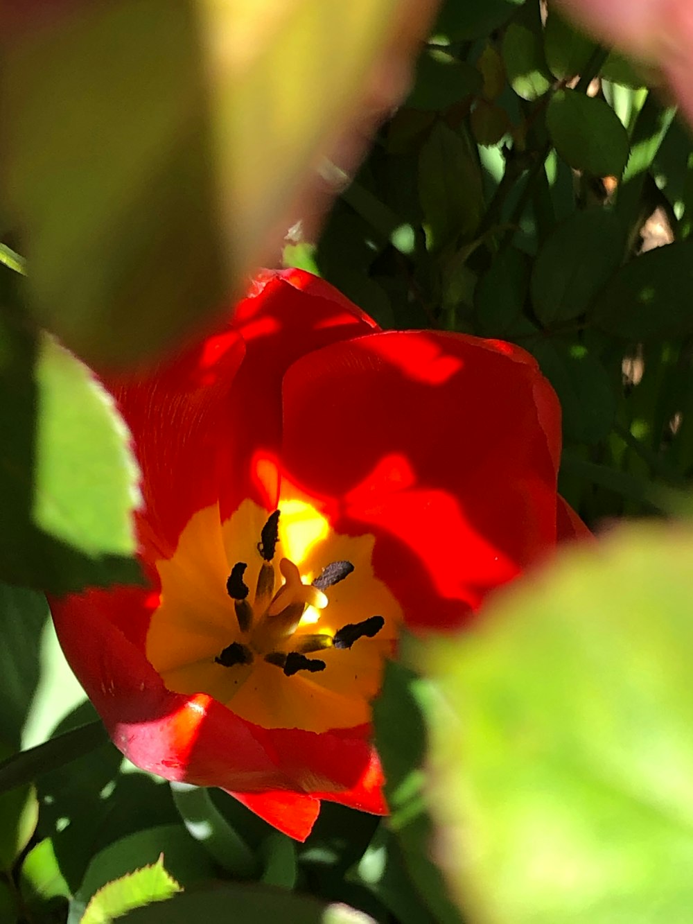 red and yellow flower in tilt shift lens