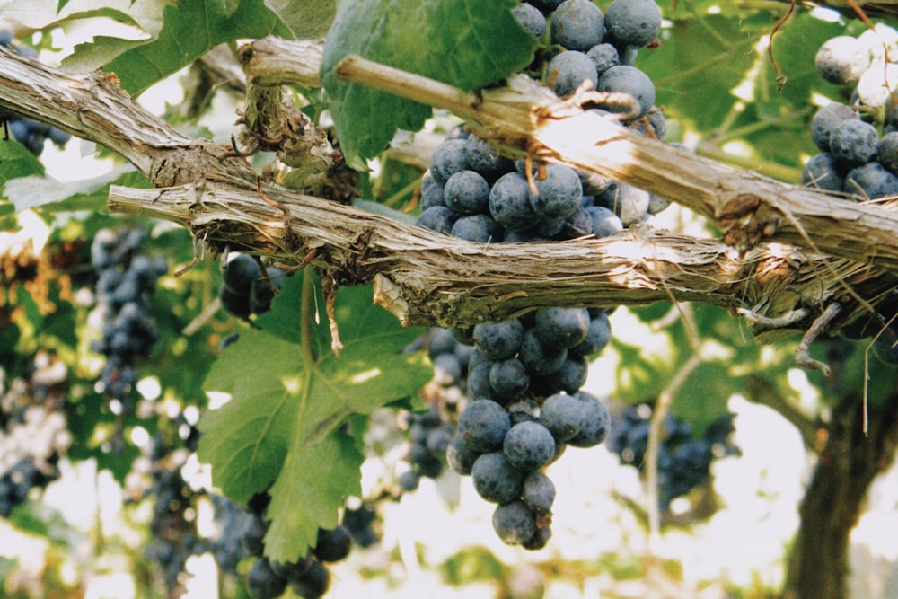 blue berries on brown stick