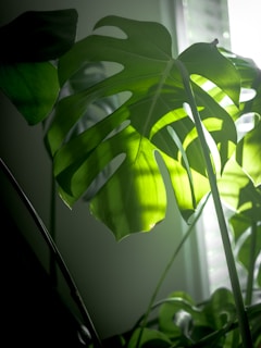 Sunlight streaming through leaves of a healthy monstera plant.