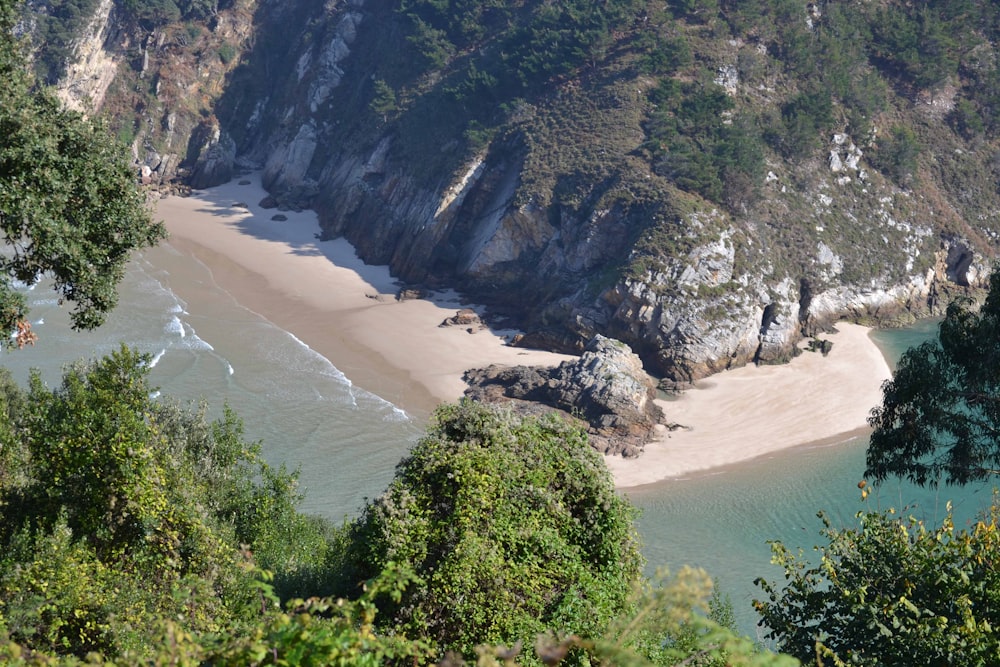 green trees on brown sand beach