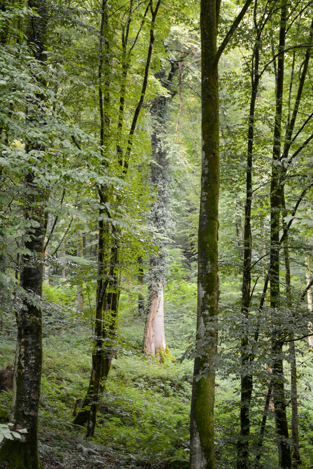 woman in white dress walking on forest during daytime