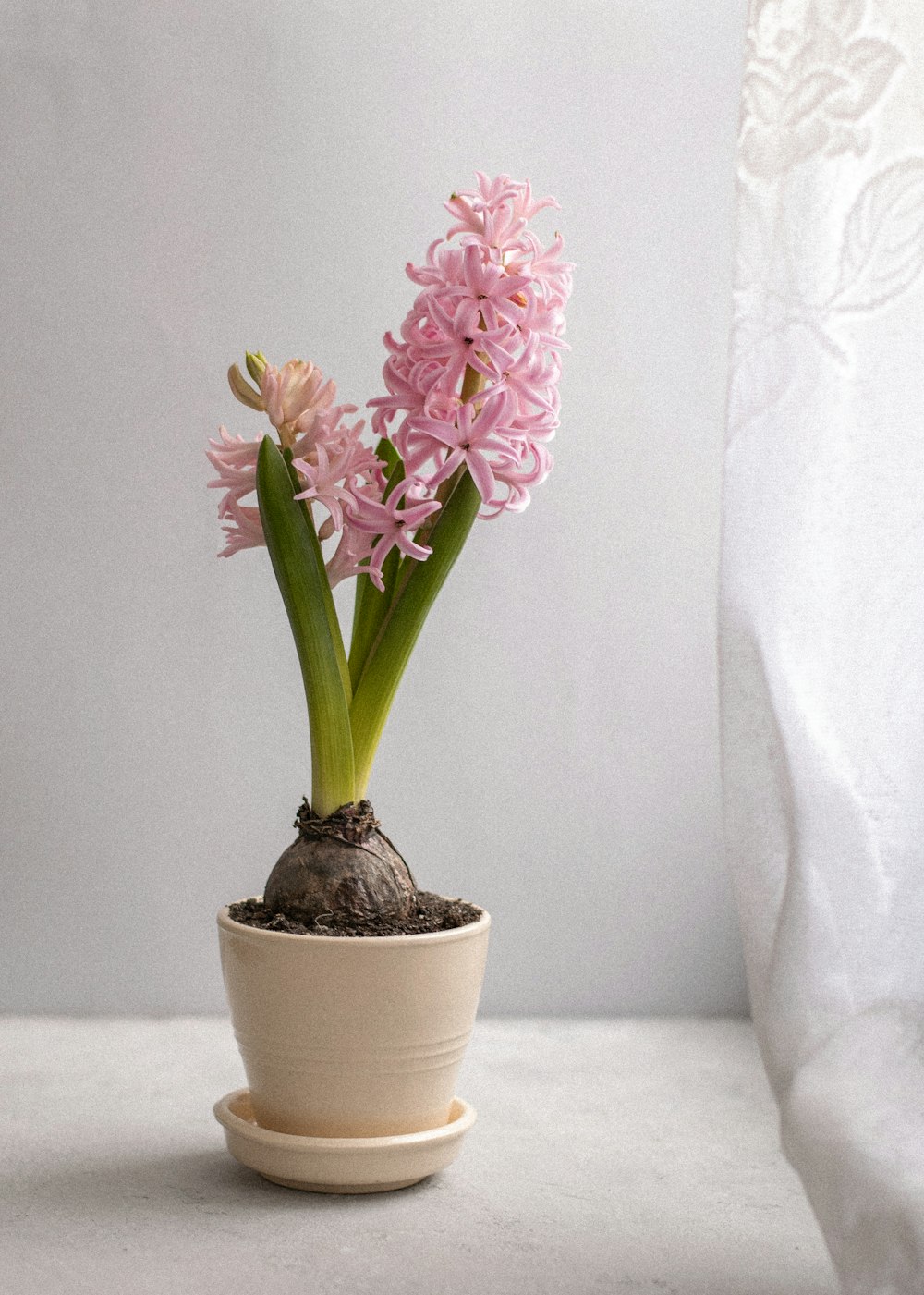 purple flowers in white ceramic pot