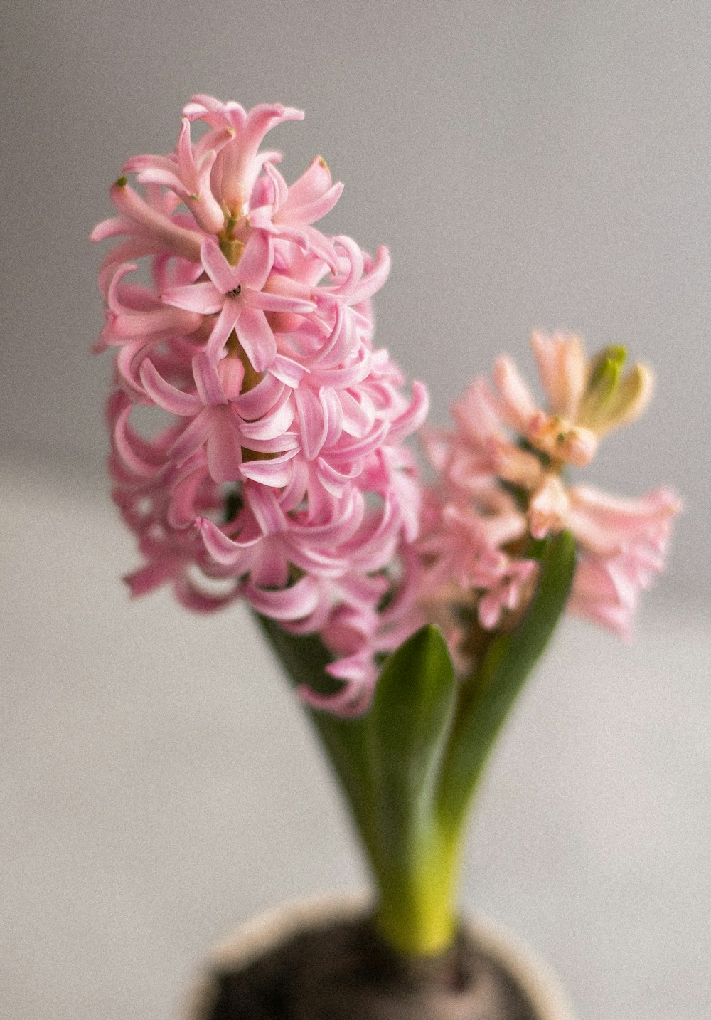 pink and white flower in close up photography