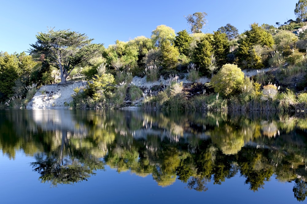 green trees beside river during daytime