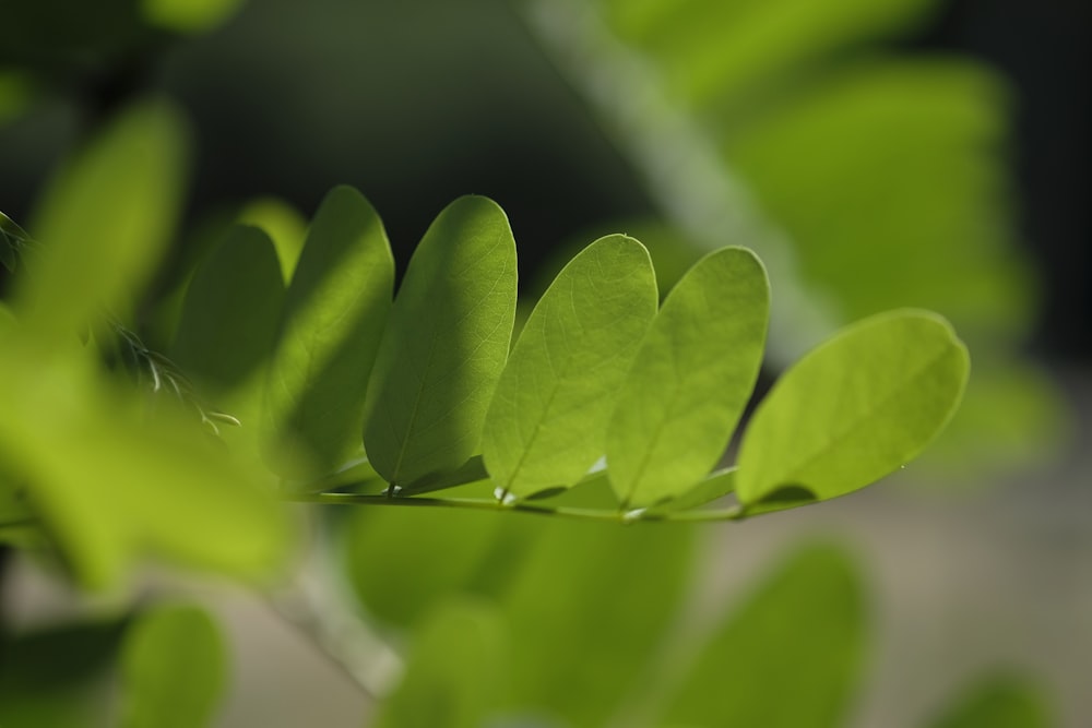 green leaves in tilt shift lens