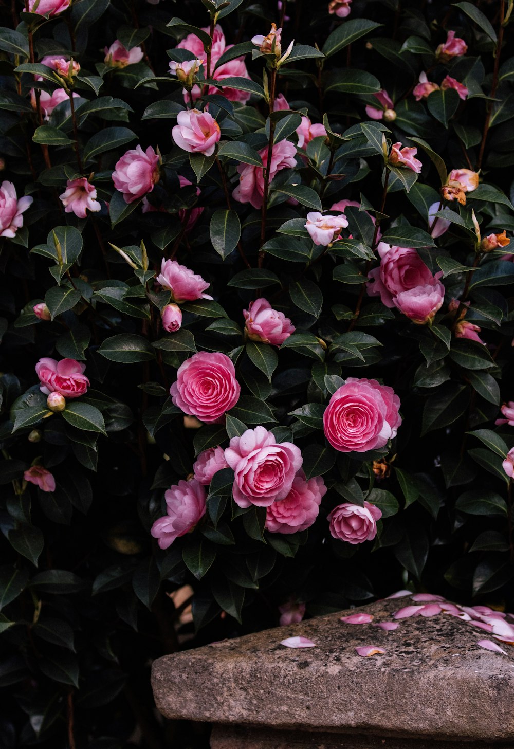 pink roses in bloom during daytime