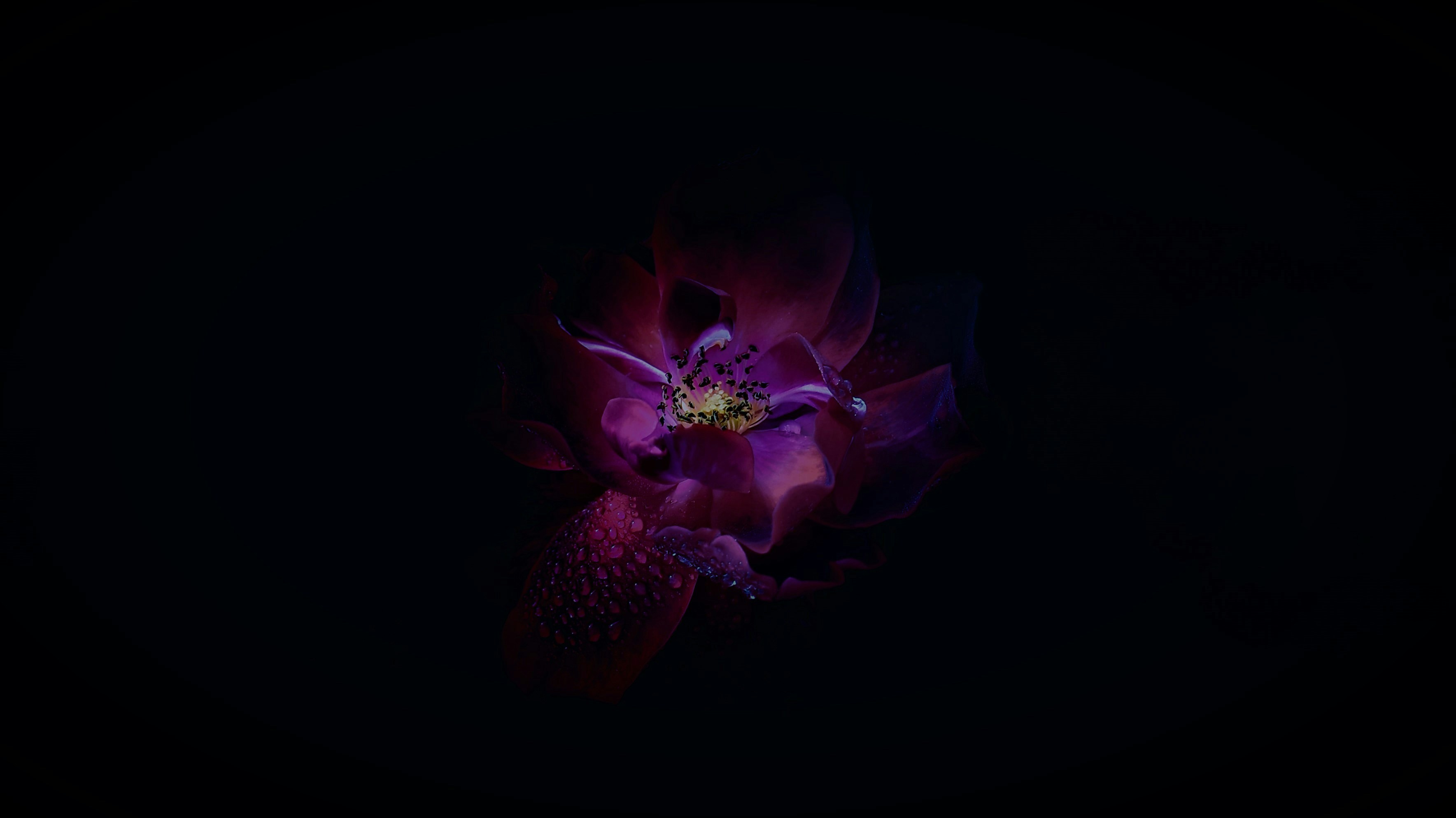 黒の背景にピンクの花の写真 Unsplashで見つけるウダガマンダラムの無料写真