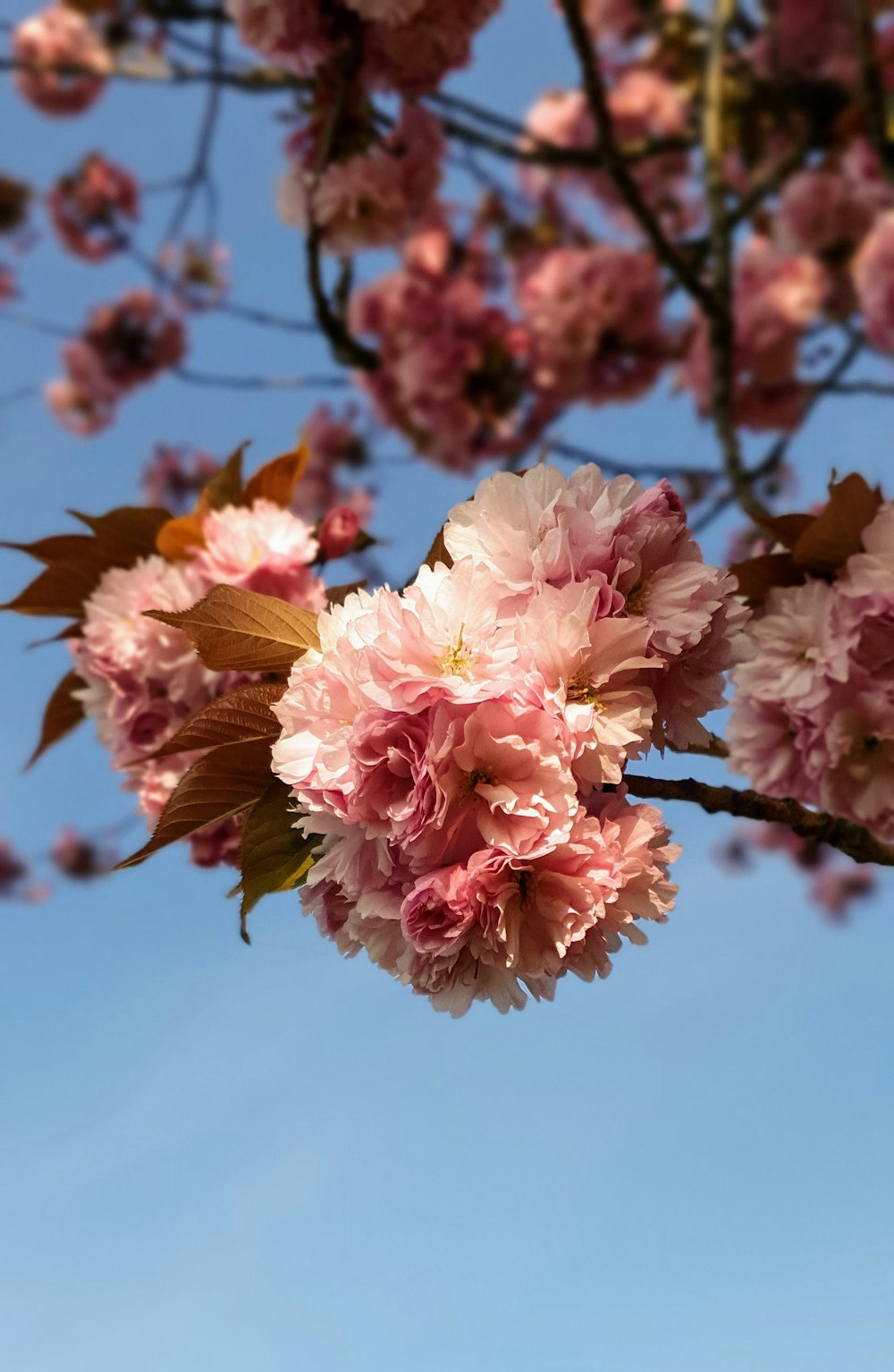 pink flowers on brown tree branch