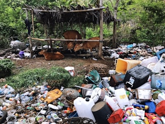A cluttered outdoor scene with cows sheltered under a simple structure made of wooden posts and thatched material. The ground is littered with various trash items, including plastic bottles, containers, and metal cans. Vegetation surrounds the area, providing a backdrop of greenery.
