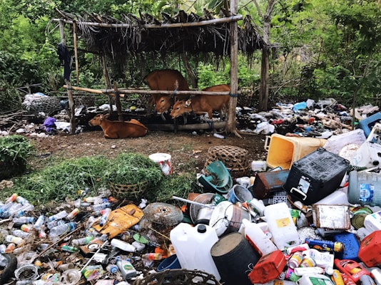 A cluttered outdoor scene with cows sheltered under a simple structure made of wooden posts and thatched material. The ground is littered with various trash items, including plastic bottles, containers, and metal cans. Vegetation surrounds the area, providing a backdrop of greenery.