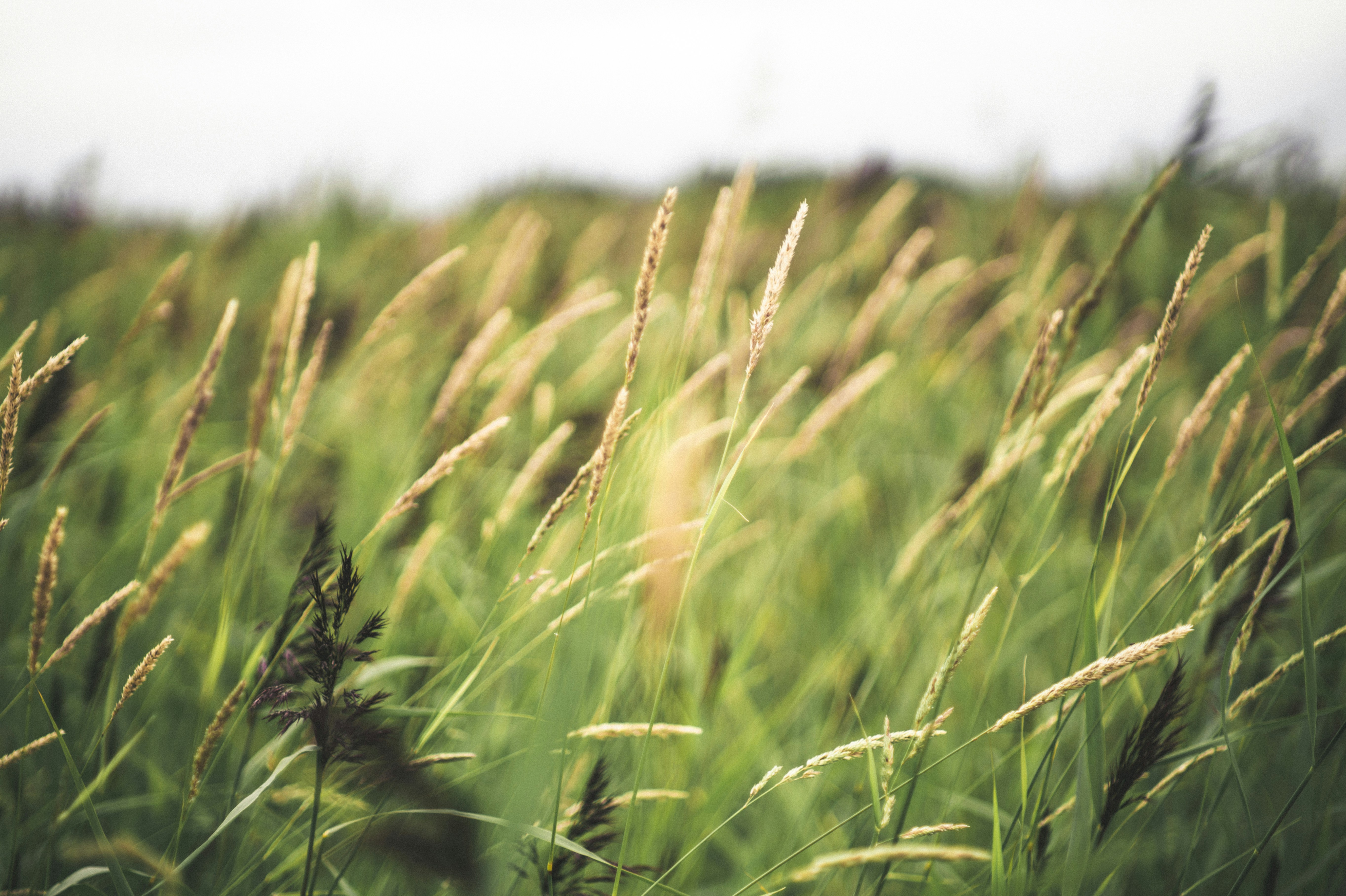 green wheat field during daytime
