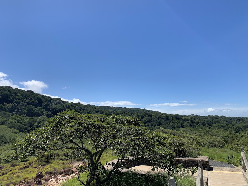 green trees on mountain under blue sky during daytime