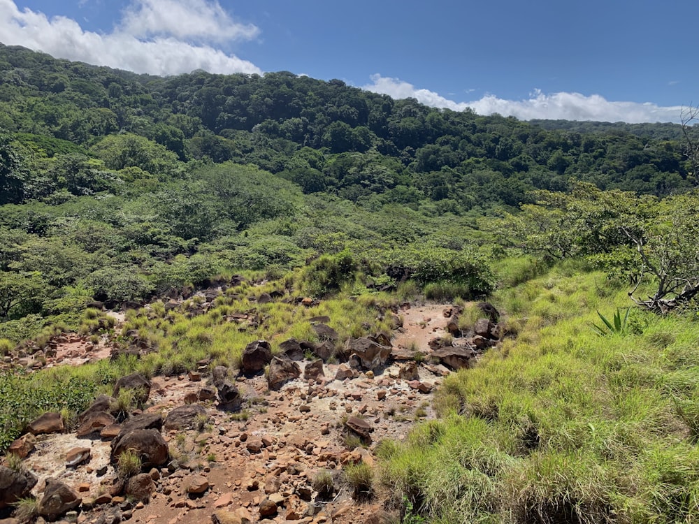 green trees on mountain under blue sky during daytime