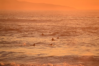 A group of surfers paddles in the ocean during a vibrant sunset, with warm orange hues reflecting on the water. The distant silhouette of hills can be seen against the sky, creating a tranquil and serene scene.