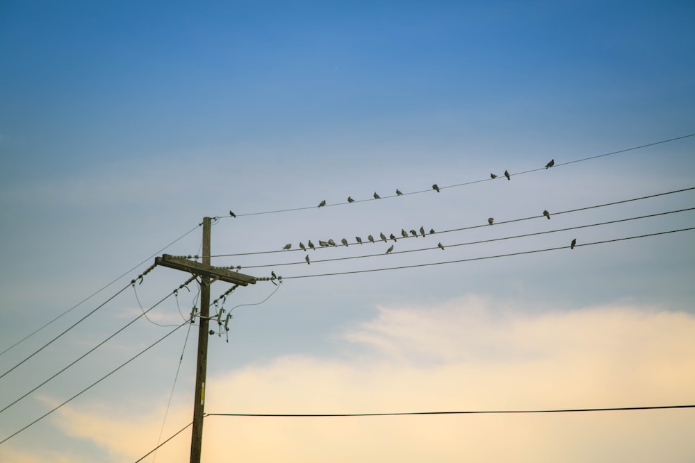 flock of birds on electric wire under cloudy sky during daytime