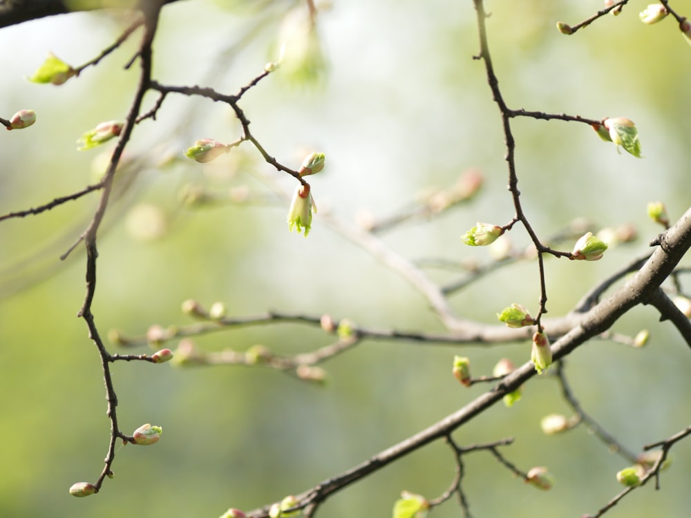 green leaves on brown tree branch during daytime